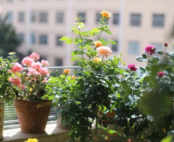 誰說沒院子就不能種月季？6種微型月季，陽臺黨不要錯過哦！